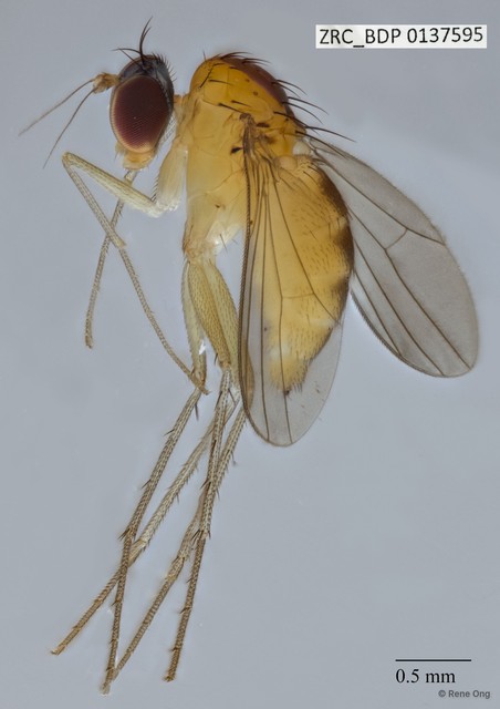 Dolichopodidae sp. "ZRCBDP0075107"•&copy; Rene Ong•All Rights Reserved