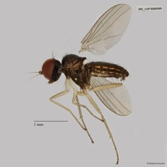 Dolichopodidae sp. "ZRCBDP0079964"•&copy; Maimon Hussin•All Rights Reserved