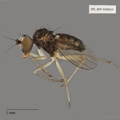 Dolichopodidae sp. "ZRCBDP0079964"•&copy; Maimon Hussin•All Rights Reserved