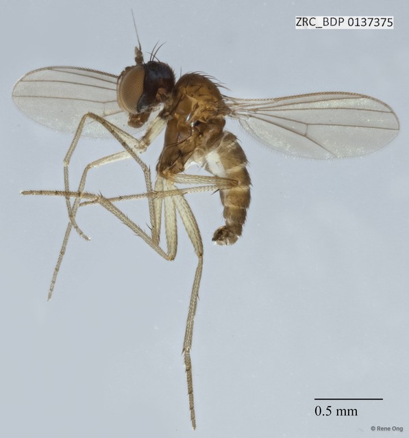Dolichopodidae sp. "ZRCBDP0081601"•&copy; Rene Ong•All Rights Reserved