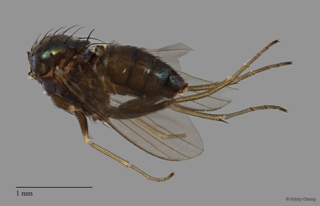 Dolichopodidae sp. "ZRCBDP0081864"•&copy; Kristy Chang•All Rights Reserved