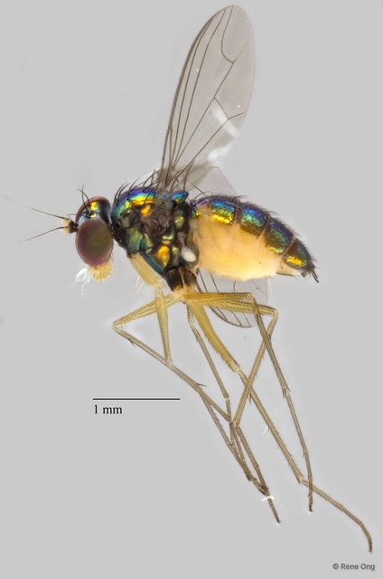 Dolichopodidae sp. "ZRCBDP0082577"•&copy; Rene Ong•All Rights Reserved