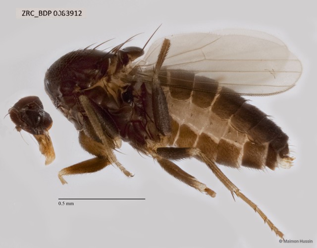 Dolichopodidae sp. "ZRCBDP0083912"•&copy; Maimon Hussin•All Rights Reserved