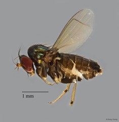 Medeterinae sp. "ZRCBDP0085237"•&copy; Kristy Chang•All Rights Reserved