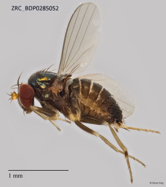 Medeterinae sp. "ZRCBDP0085237"•&copy; Rene Ong•All Rights Reserved