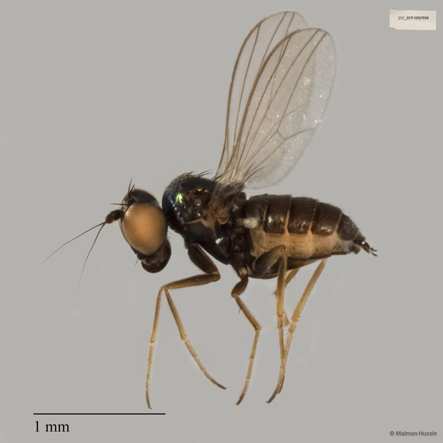 Dolichopodidae sp. "ZRCBDP0090556"•&copy; Maimon Hussin•All Rights Reserved