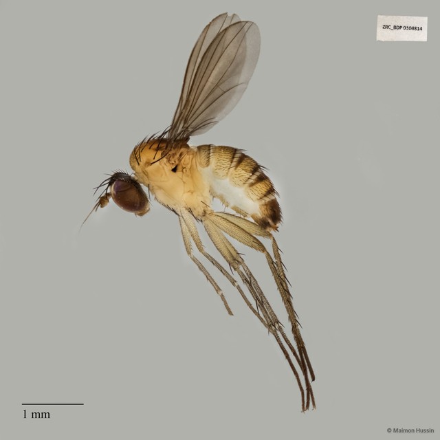 Dolichopodidae sp. "ZRCBDP0104814"•&copy; Maimon Hussin•All Rights Reserved