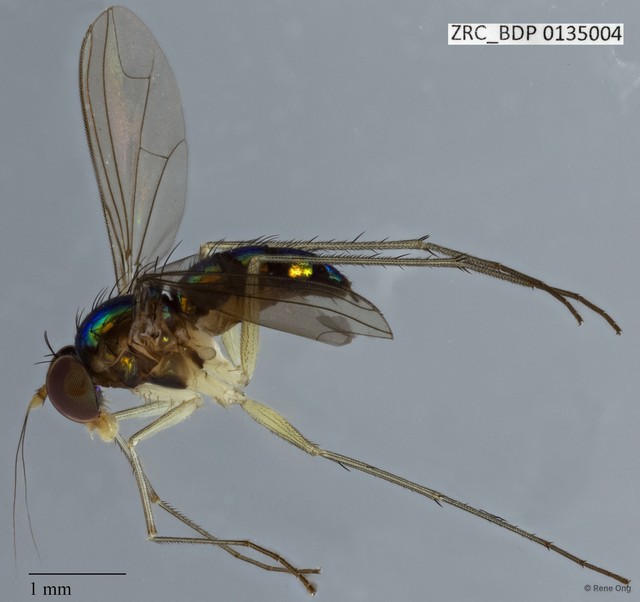Dolichopodidae sp. "ZRCBDP0135004"•&copy; Rene Ong•All Rights Reserved