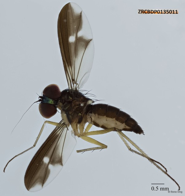 Dolichopodidae sp. "ZRCBDP0135011"•&copy; Rene Ong•All Rights Reserved
