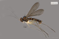 Dolichopodidae sp. "ZRCBDP0137343"