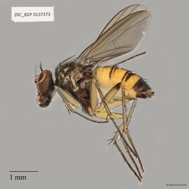 Dolichopodidae sp. "ZRCBDP0137373"•&copy; Maimon Hussin•All Rights Reserved