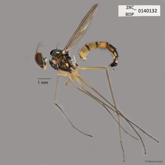 Dolichopodidae sp. "ZRCBDP0140132"•&copy; Maimon Hussin•All Rights Reserved