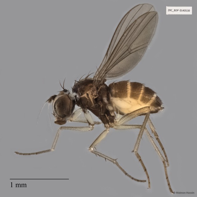 Dolichopodidae sp. "ZRCBDP0140530"•&copy; Maimon Hussin•All Rights Reserved