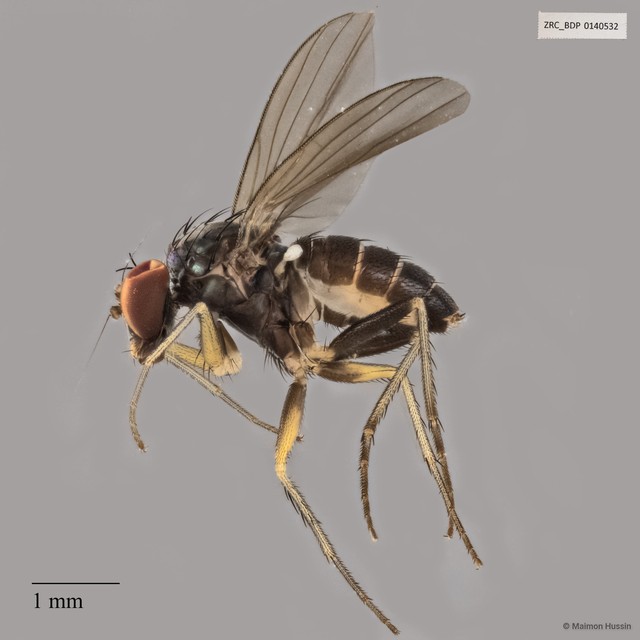 Dolichopodidae sp. "ZRCBDP0140532"•&copy; Maimon Hussin•All Rights Reserved
