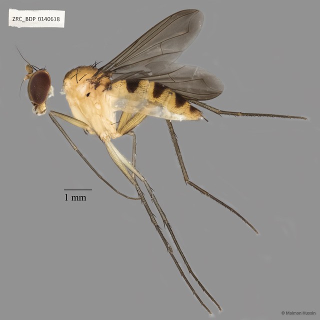 Dolichopodidae sp. "ZRCBDP0140618"•&copy; Maimon Hussin•All Rights Reserved