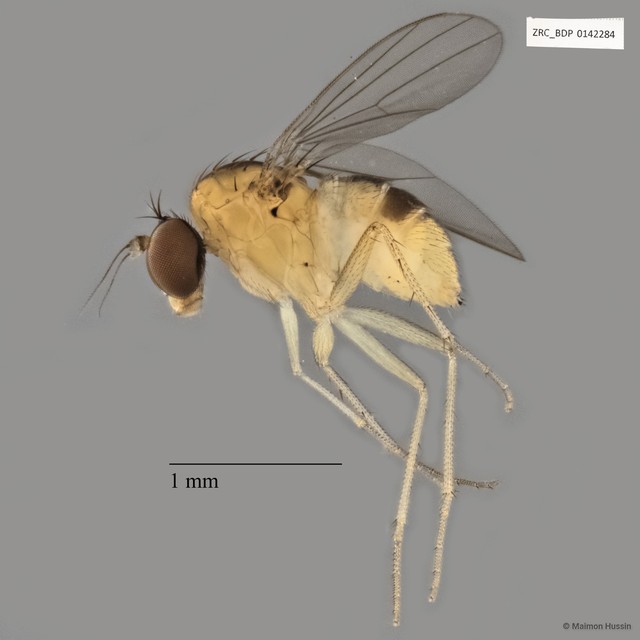Dolichopodidae sp. "ZRCBDP0142284"•&copy; Maimon Hussin•All Rights Reserved