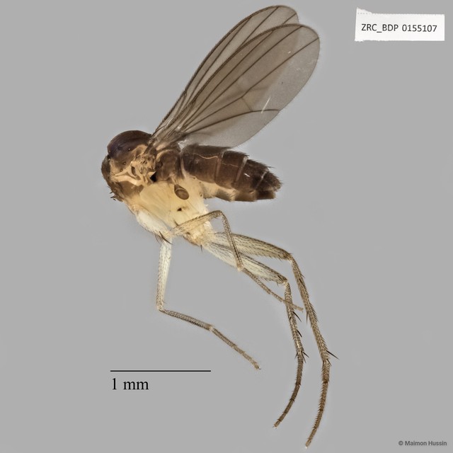 Dolichopodidae sp. "ZRCBDP0155107"•&copy; Maimon Hussin•All Rights Reserved