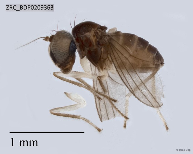 Dolichopodidae sp. "ZRCBDP0209363"•&copy; Rene Ong•All Rights Reserved