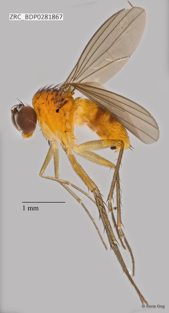 Dolichopodidae sp. "ZRCBDP0256414"•&copy; Rene Ong•All Rights Reserved