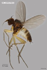 Dolichopodidae sp. "ZRCBDP0256771"•&copy; Rene Ong•All Rights Reserved