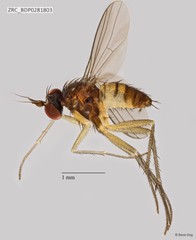 Dolichopodidae sp. "ZRCBDP0256771"•&copy; Rene Ong•All Rights Reserved