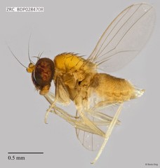 Dolichopodidae sp. "ZRCBDP0257723"