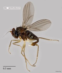 Dolichopodidae sp. "ZRCBDP0257981"•&copy; Rene Ong•All Rights Reserved