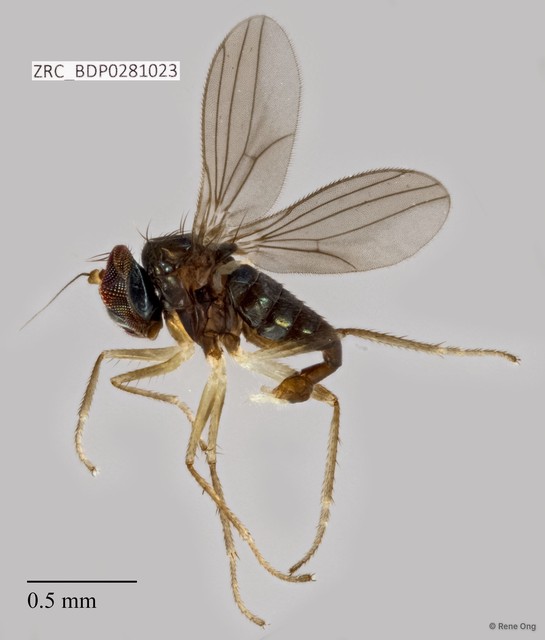 Dolichopodidae sp. "ZRCBDP0257981"•&copy; Rene Ong•All Rights Reserved