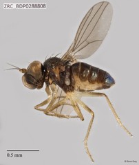 Dolichopodidae sp. "ZRCBDP0257981"•&copy; Rene Ong•All Rights Reserved