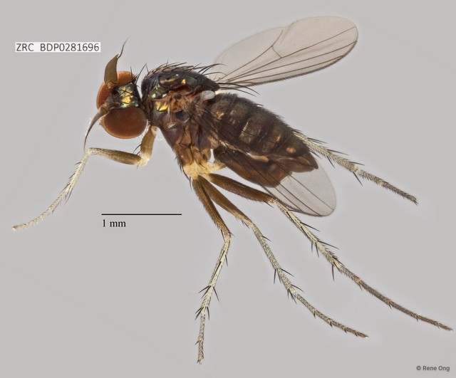 Dolichopodidae sp. "ZRCBDP0281696"•&copy; Rene Ong•All Rights Reserved