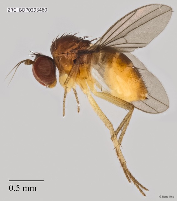 Dolichopodidae sp. "ZRCBDP0293480"•&copy; Rene Ong•All Rights Reserved