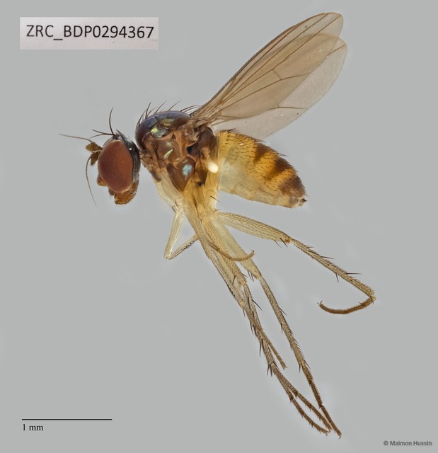 Dolichopodidae sp. "ZRCBDP0293987"•&copy; Maimon Hussin•All Rights Reserved