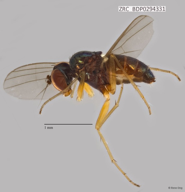 Dolichopodidae sp. "ZRCBDP0294331"•&copy; Rene Ong•All Rights Reserved