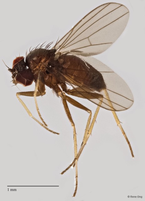 Dolichopodidae sp. "ZRCBDP0295147"•&copy; Rene Ong•All Rights Reserved