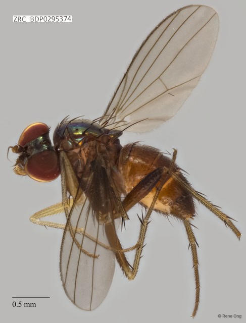 Dolichopodidae sp. "ZRCBDP0295374"•&copy; Rene Ong•All Rights Reserved
