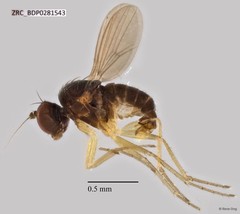 Acropsilus sp. "c"•&copy; Rene Ong•All Rights Reserved