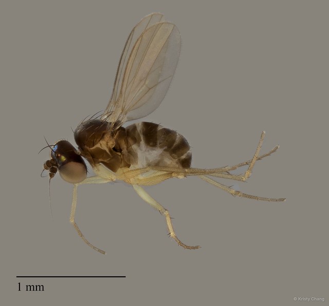 Acropsilus sp. "femalesingle"•&copy; Kristy Chang•All Rights Reserved