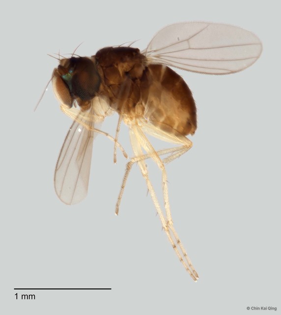 Acropsilus sp. "pr acroleucus"•&copy; Chin Kai Qing•All Rights Reserved