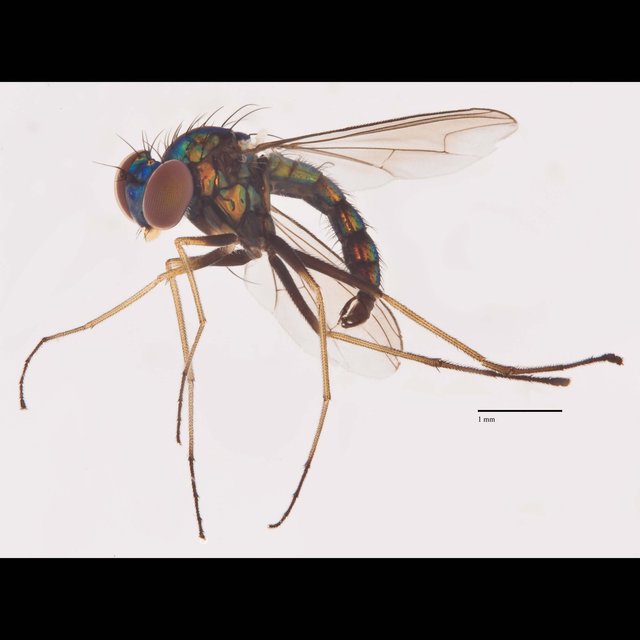 Amblypsilopus sp. "Ma5623"•&copy; Jayanthi Puniamoorthy•All Rights Reserved