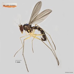 Amblypsilopus sp. "pr abruptum"•&copy; Maimon Hussin•All Rights Reserved