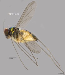 Amblypsilopus sp. "'yellowpostpedicel'"•&copy; Rene Ong•All Rights Reserved