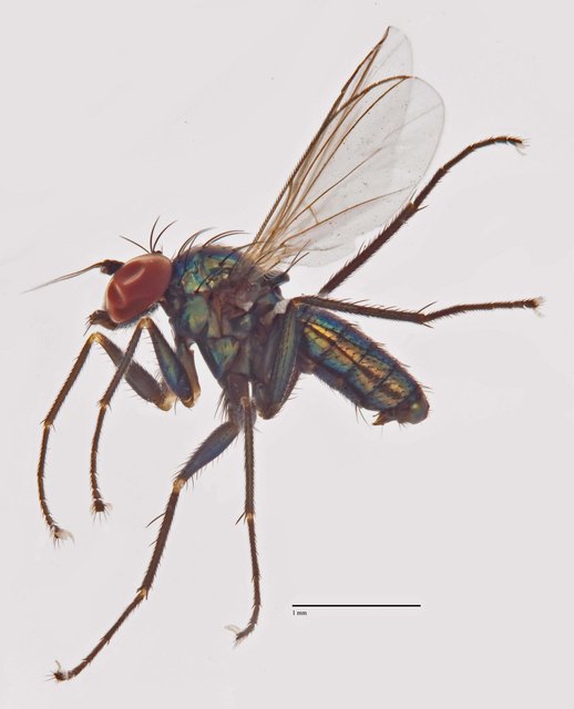 Asyndetus sp. "Ma3713"•&copy; Jayanthi Puniamoorthy•All Rights Reserved
