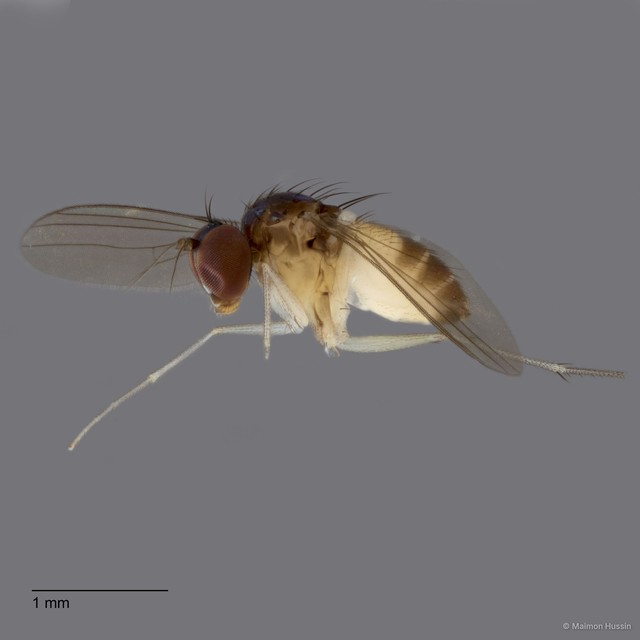 Chaetogonopteron sp. "1"•&copy; Maimon Hussin•All Rights Reserved