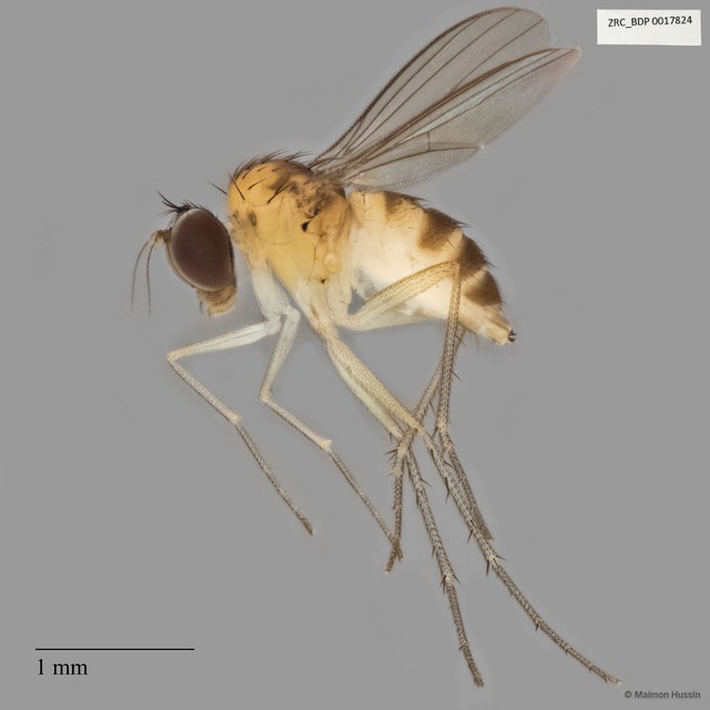 Chaetogonopteron sp. "2"•&copy; Maimon Hussin•All Rights Reserved
