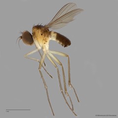 Chaetogonopteron sp. "2"•&copy; Miteshravin S/O Ravindran•All Rights Reserved