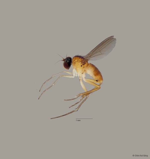 Chaetogonopteron sp. "b"•&copy; Chin Kai Qing•All Rights Reserved