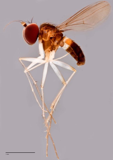 Chaetogonopteron sp. "BYC5"•&copy; Jayanthi Puniamoorthy•All Rights Reserved