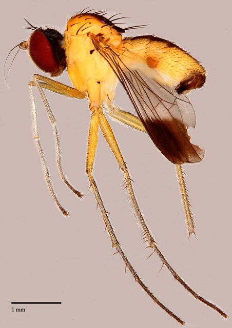 Chaetogonopteron sp. "BYC6"•&copy; Jayanthi Puniamoorthy•All Rights Reserved