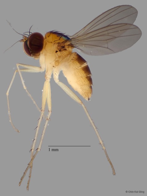 Chaetogonopteron sp. "short pp"•&copy; Chin Kai Qing•All Rights Reserved