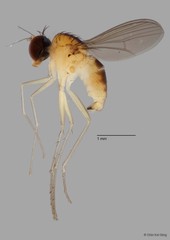 Chaetogonopteron sp. "short pp"•&copy; Chin Kai Qing•All Rights Reserved